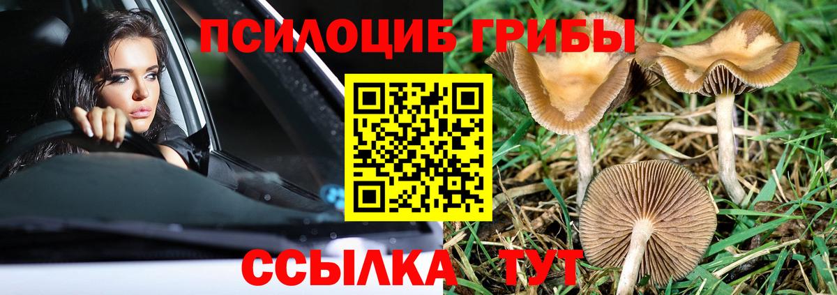 Псилоцибиновые грибы мухоморы  Вход с VPN  Галлюциногенные грибы мицелий  где купить наркоту  Геленджик 